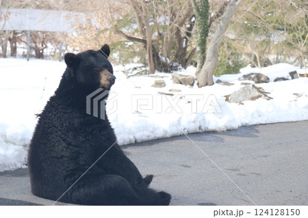 雪が積もる秋吉台自然動物公園、サファリランド、山口県、寒波 124128150