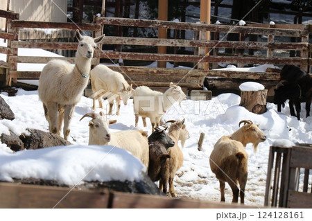 雪が積もる秋吉台自然動物公園、サファリランド、山口県、寒波 124128161
