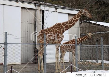 雪が積もる秋吉台自然動物公園、サファリランド、山口県、寒波 124128167