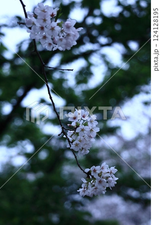 春爛漫満開 124128195