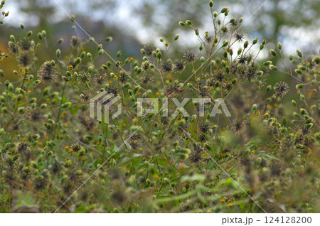 秋のコセンダングサの群生 124128200