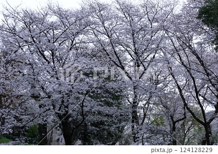 春爛漫満開 124128229