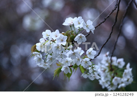 春爛漫満開 124128249