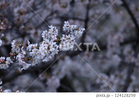 春爛漫満開 124128250