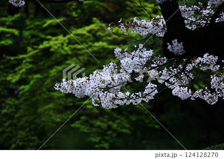 春爛漫満開 春爛漫満開 124128270