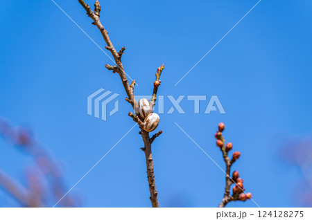 イラガの繭 124128275