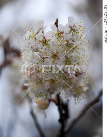 彼岸桜のある風景 彼岸桜のある風景 124128305