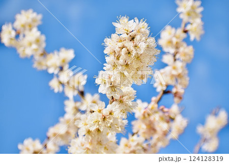 早春の満開になった白梅 124128319