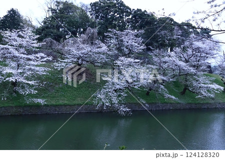 春爛漫満開 春爛漫満開 124128320