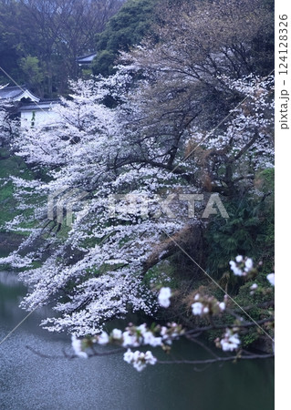 春爛漫満開 124128326