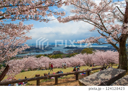 桜咲く山から望む瀬戸内海・・2 桜咲く山から望む瀬戸内海・・2 124128423