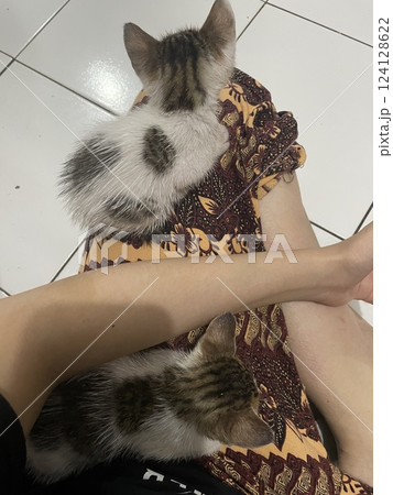 Cute kitten playing with the owner 124128622