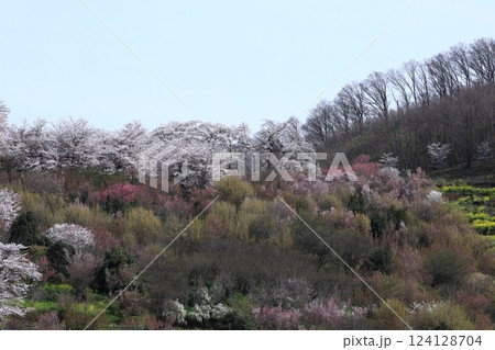 春爛漫満開 124128704