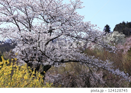 春爛漫満開 124128745