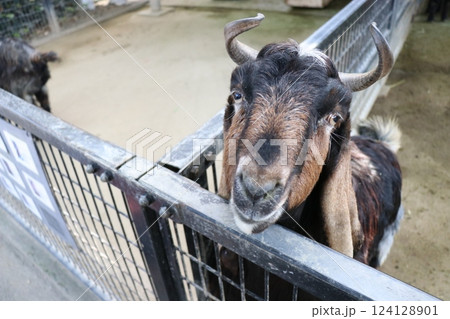 宮崎市フェニックス自然動物園、宮崎県 124128901