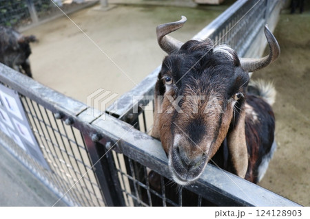 宮崎市フェニックス自然動物園、宮崎県 124128903