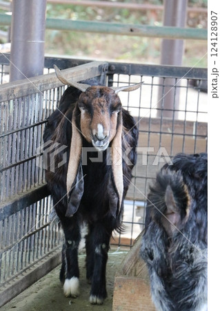 宮崎市フェニックス自然動物園、宮崎県 124128907