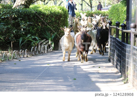 宮崎市フェニックス自然動物園、宮崎県 124128908