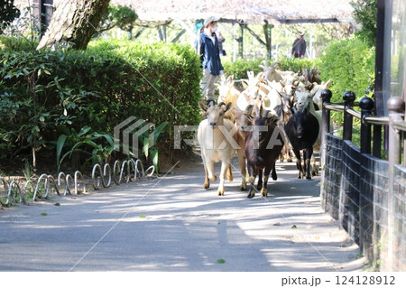 宮崎市フェニックス自然動物園、宮崎県 124128912