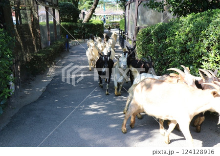 宮崎市フェニックス自然動物園、宮崎県 124128916