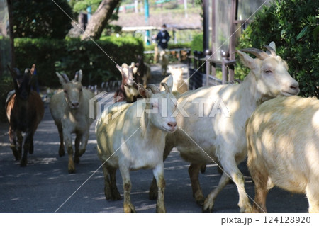 宮崎市フェニックス自然動物園、宮崎県 宮崎市フェニックス自然動物園、宮崎県 124128920