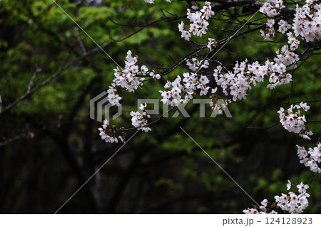 春爛漫満開 124128923