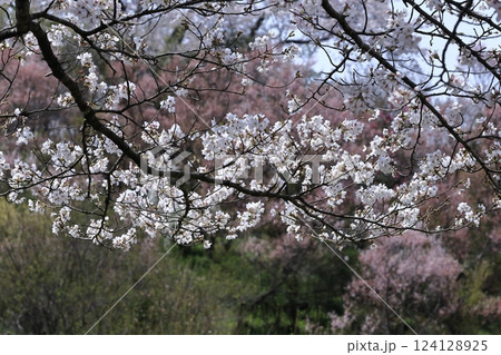 春爛漫満開 124128925