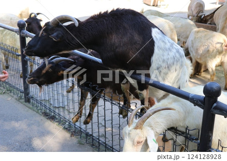 宮崎市フェニックス自然動物園、宮崎県 124128928