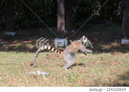 宮崎市フェニックス自然動物園、宮崎県 宮崎市フェニックス自然動物園、宮崎県 124128934