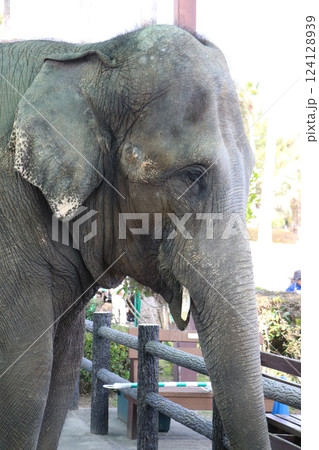 宮崎市フェニックス自然動物園、宮崎県 124128939