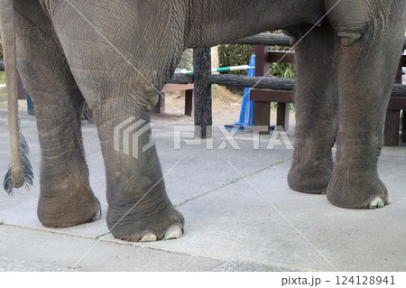 宮崎市フェニックス自然動物園、宮崎県 124128941