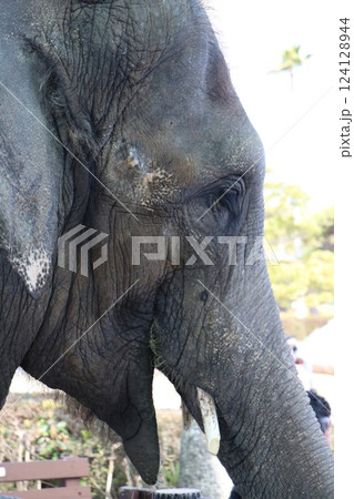 宮崎市フェニックス自然動物園、宮崎県 124128944