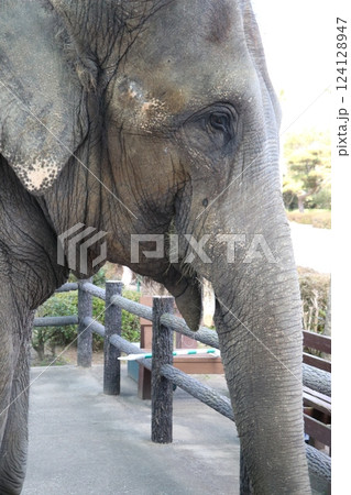 宮崎市フェニックス自然動物園、宮崎県 124128947