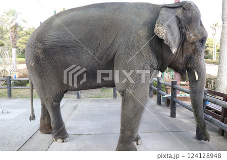 宮崎市フェニックス自然動物園、宮崎県 124128948