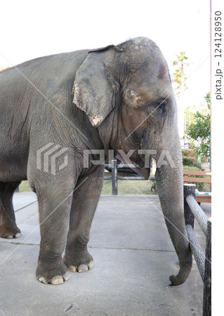 宮崎市フェニックス自然動物園、宮崎県 124128950