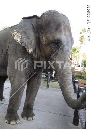 宮崎市フェニックス自然動物園、宮崎県 124128953
