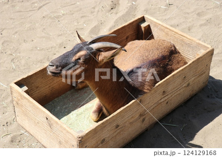 宮崎市フェニックス自然動物園、宮崎県 124129168