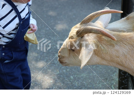 宮崎市フェニックス自然動物園、宮崎県 124129169