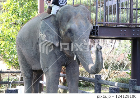 宮崎市フェニックス自然動物園、宮崎県 124129180