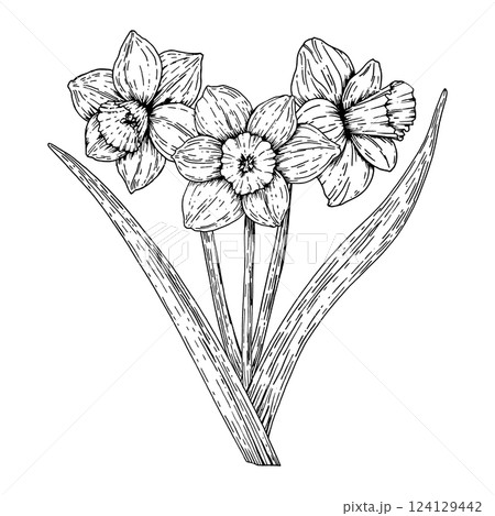Handdrawn black and white illustration of blooming daffodils. A symbol of spring and renewal, perfect for greeting cards, botanical prints, floral decor, invitations, posters, nature inspired projects 124129442