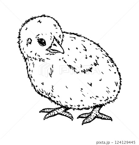 Side-view of a fluffy chick, hand-drawn ink illustration. Represents nature, farming, and bird breeding. Ideal for branding, packaging, Easter creative projects and educational materials Side-view of a fluffy chick, hand-drawn ink illustration. Represents nature, farming, and bird breeding. Ideal for branding, packaging, Easter creative projects and educational materials 124129445