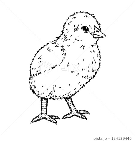 A baby chick, hand-drawn ink artwork. Suitable for farm, animal husbandry and poultry farming themes. This sketch is great for branding, packaging and Easter decorative illustrations A baby chick, hand-drawn ink artwork. Suitable for farm, animal husbandry and poultry farming themes. This sketch is great for branding, packaging and Easter decorative illustrations 124129446