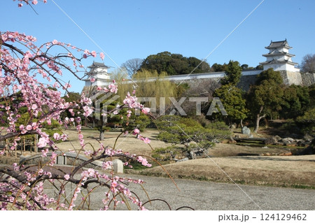 梅が咲く明石公園 梅が咲く明石公園 124129462