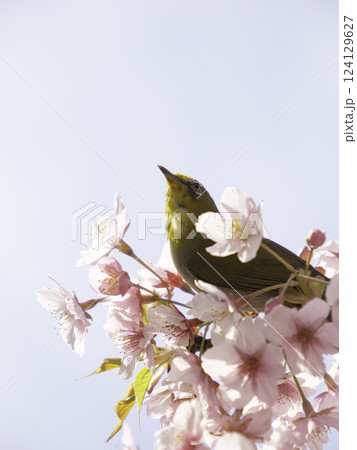 桜の花にとまるメジロ 124129627