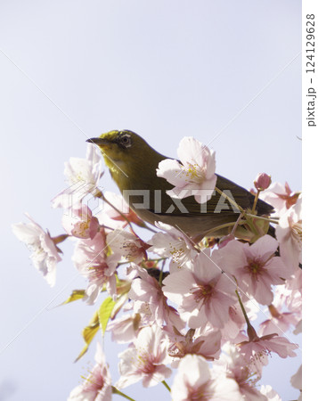 桜の花にとまるメジロ 桜の花にとまるメジロ 124129628