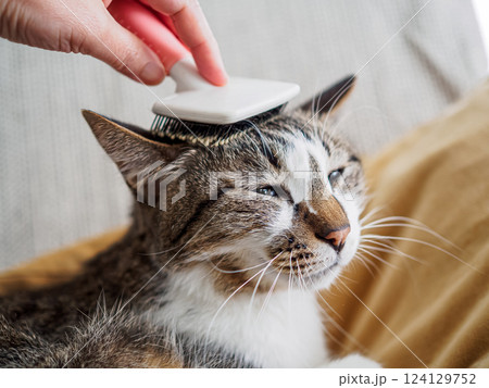 飼い主にブラッシングをされる猫 124129752