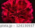 妖艶なカーネーション 124130937