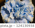 青いカーネーション 124130938