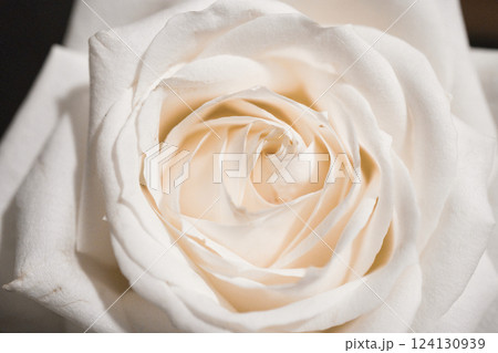 シルキーな白い薔薇 124130939
