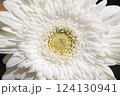白いガーベラ 124130941